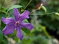 Clematis Marcelina IMG_2467 Powojnik